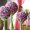 Original-Lollipop-Topiaries_green-glasses_3x4.jpg.rend.hgtvcom.616.822