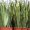 Sansevieria_trifasciata_Laurentii_pm_4