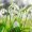 Ultimate-Guide-to-Snowdrop-Flower-Meaning-Galanthus