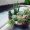 cactus-terrarium-11