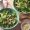 greens_with_chilli_soy_82184_16x9