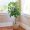 grow-ficus-trees-1902757-1-80b8738caf8f42f28a24af94c3d4f314