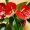 how-to-care-for-anthurium-flamingo-flower-16-734x491