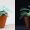 landscape-1486144101-il-glow-in-the-dark-plant