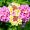 lantana-camara-53777_1280