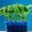 tomato-seedlings-pot-bright-sunlight-isolated