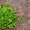 top-view-green-greenies-fresh-ripe-brown-green-salad-leaf (1)